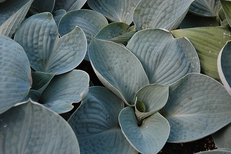 Love Pat Hosta foliage