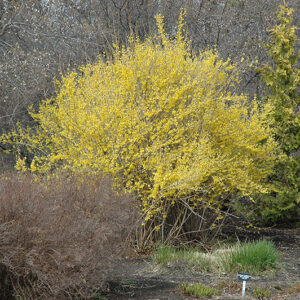 Northern Gold Forsythia in bloom