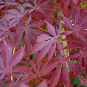 Sherwood Flame Japanese Maple foliage