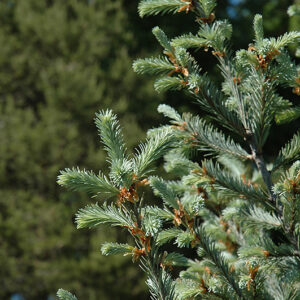 Hess Select Blue Douglas Fir