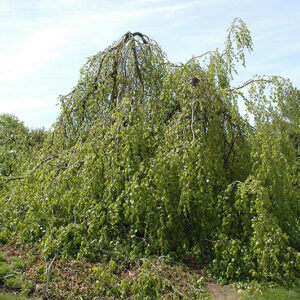 Weeping Beech