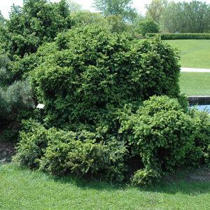 Tolleymore Spruce