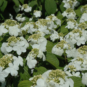 Newport Doublefile Viburnum flowers