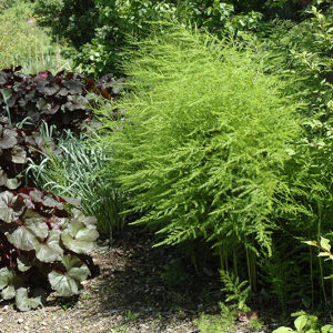 Mary Washington Asparagus