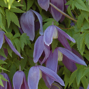 Pamela Jackman Alpine Clematis flowers