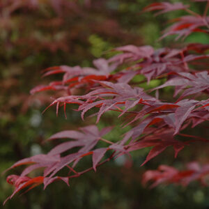 Fireglow Japanese Maple foliage