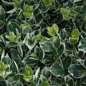 Ivory Jade Wintercreeper foliage