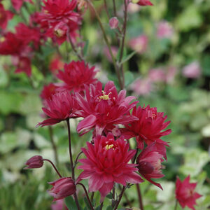 Clementine Red Columbine flowers