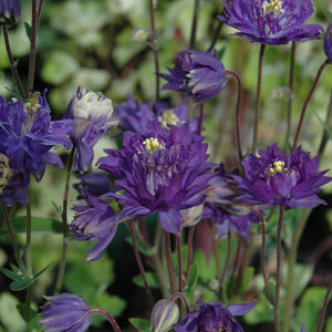 Clememtine Blue Columbine flowers