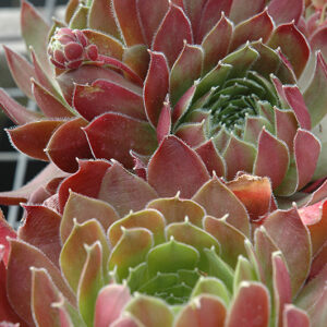 More Honey Hens And Chicks