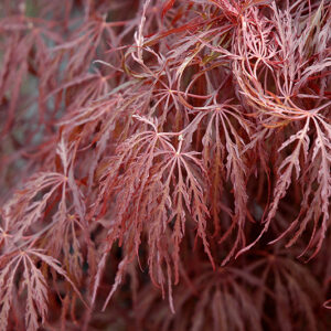 Crimson Queen Japanese Maple foliage