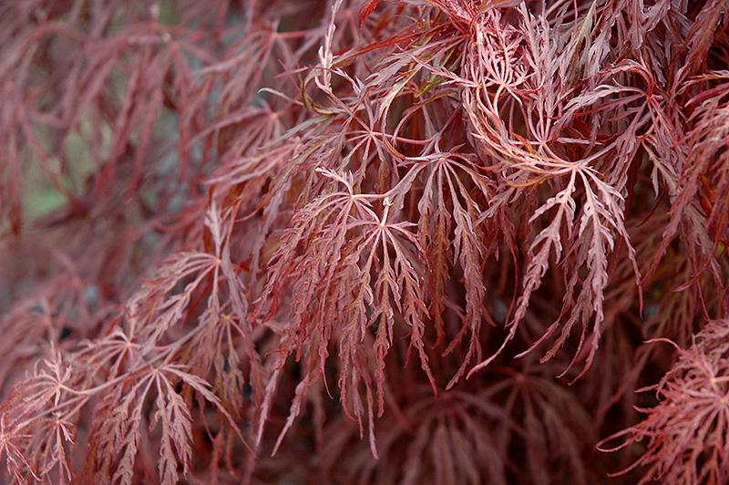 Crimson Queen Japanese Maple foliage