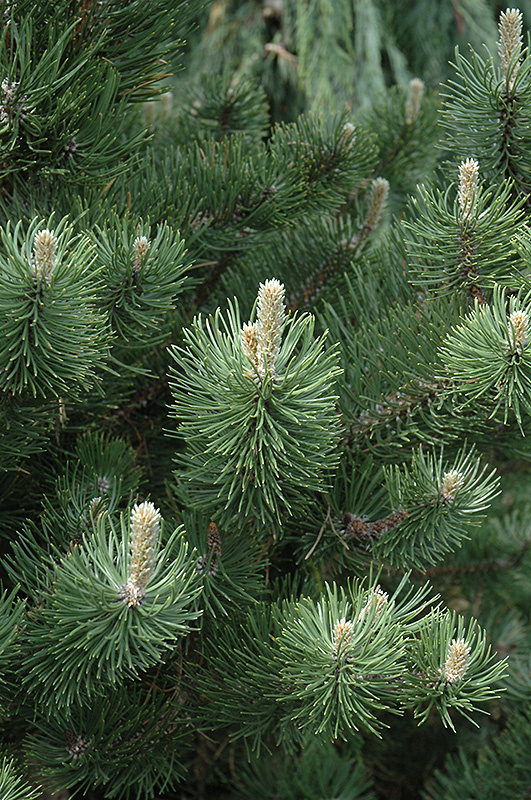Oregon Green Austrian Pine foliage