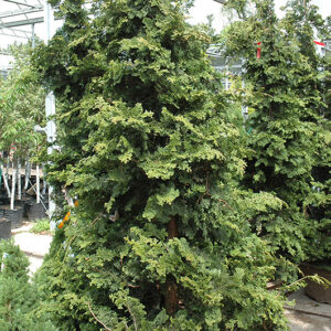 Wells Special Hinoki Falsecypress