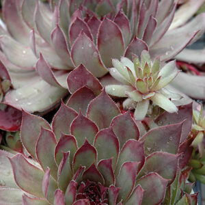 Dark Cloud Hens And Chicks