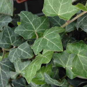 Baltic Ivy foliage