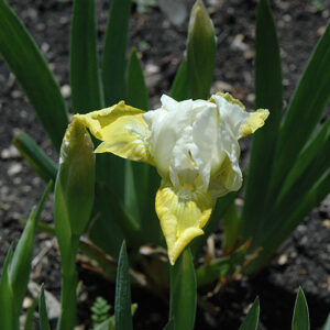 Cupcake Iris flowers