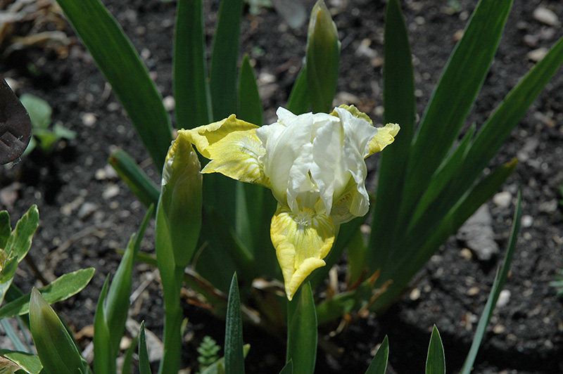 Cupcake Iris flowers