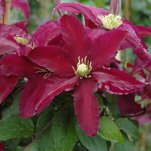 Niobe Clematis flowers