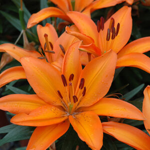 Lily Looks™ Tiny Skyline Lily flowers