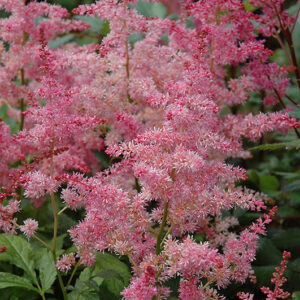 Jump and Jive Astilbe flowers
