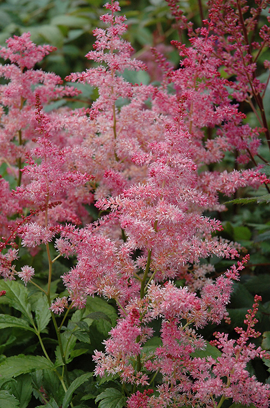 Jump and Jive Astilbe flowers