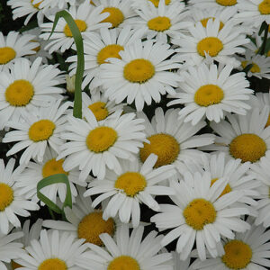 Snow Lady Shasta Daisy flowers