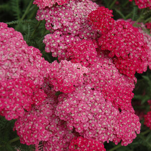 Saucy Seduction Yarrow flowers