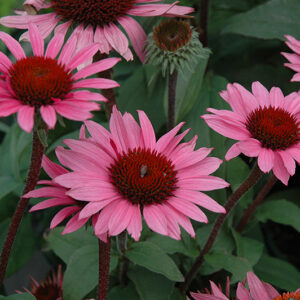 Merlot Coneflower flowers