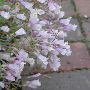 Dwarf Hairy Penstemon flowers