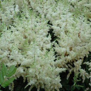 Ellie Japanese Astilbe flowers