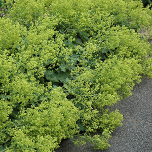 Thriller Lady's Mantle in bloom
