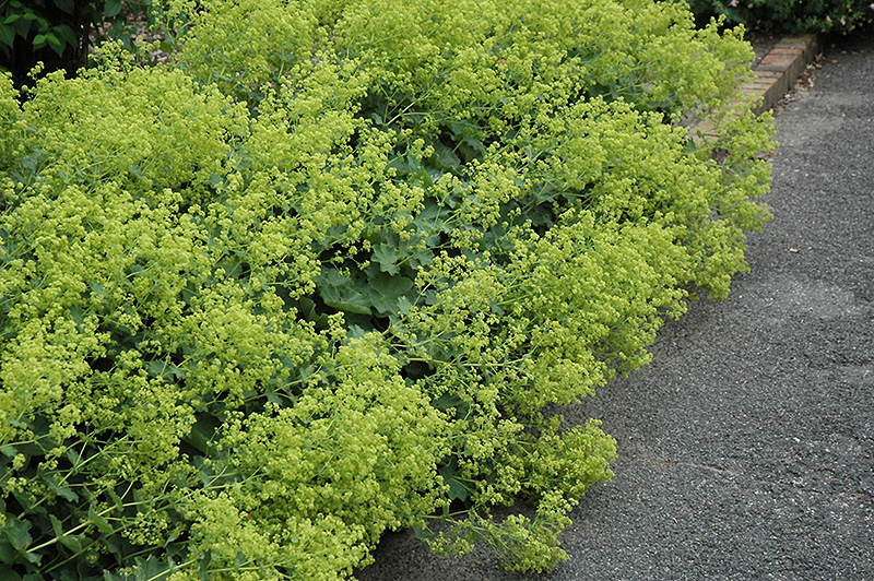 Thriller Lady's Mantle in bloom