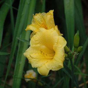 Mini Stella Daylily flowers