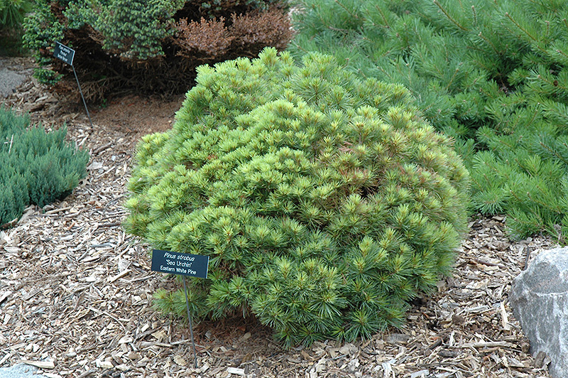 Sea Urchin White Pine