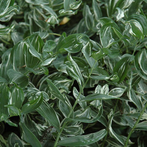 Variegated Solomon's Seal foliage