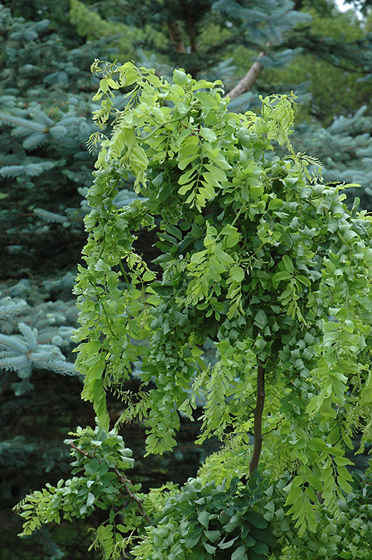 Twisted Baby® Black Locust foliage