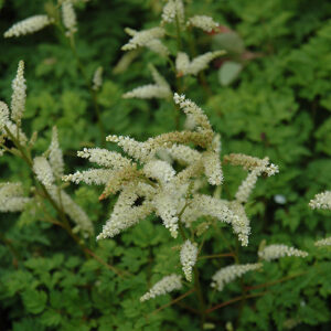 Dwarf Goatsbeard flowers