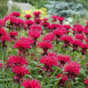 Raspberry Wine Beebalm flowers