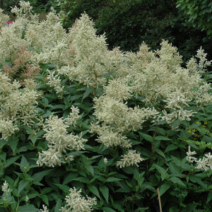 White Fleeceflower in bloom