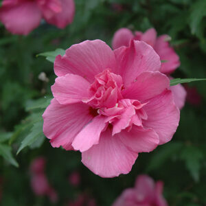 Lucy Rose Of Sharon flowers