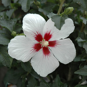 Lil' Kim&reg; Rose of Sharon flowers