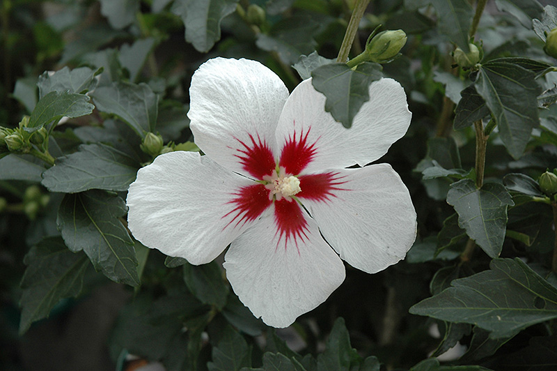 Lil' Kim® Rose of Sharon flowers