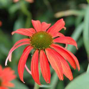 Tomato Soup Coneflower flowers