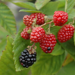 Black Satin Thornless Blackberry fruit