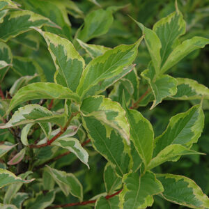 Goldrush Weigela foliage
