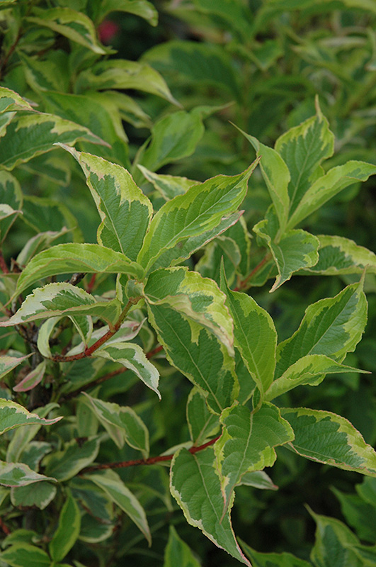 Goldrush Weigela foliage