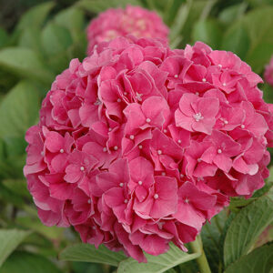 Glowing Embers Hydrangea flowers