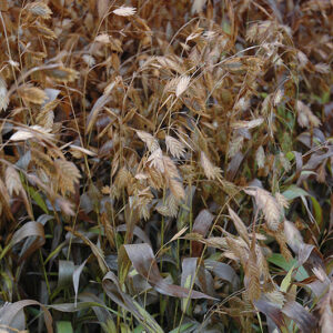 Northern Sea Oats in fall