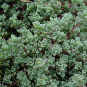 Pink Iceplant foliage